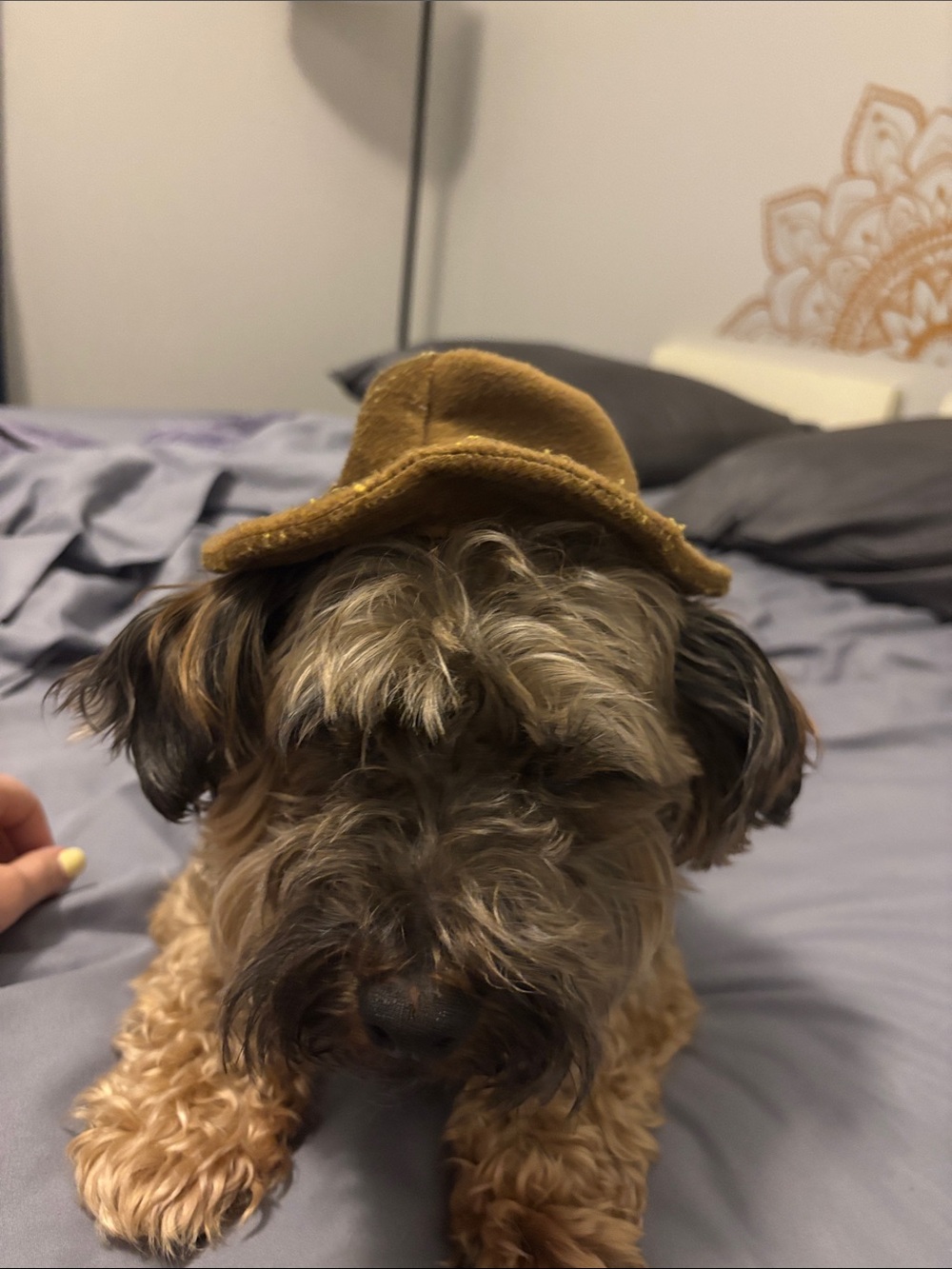 Adjustable brown Hat for Dogs